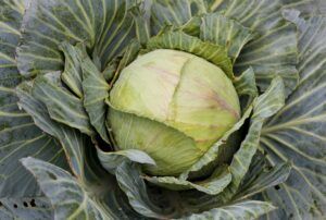 Mehr über den Artikel erfahren Weißkohl, Spitzkohl und Rotkohl anbauen: ab März vorziehen, auf einen halben Meter pflanzen, von Juni bis Dezember ernten