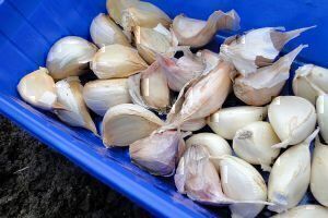 Mehr über den Artikel erfahren Knoblauch setzen für das nächste Jahr