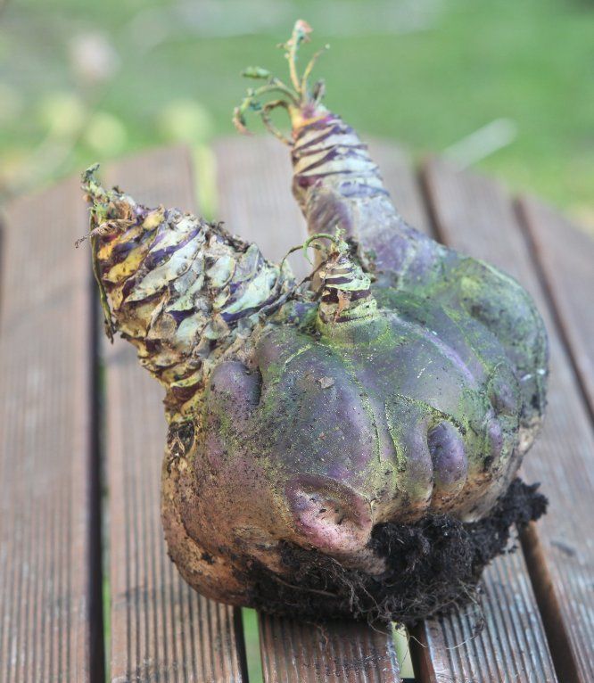 Eine große Steckrübe mit violett-grünem Kopf und Erde an der Wurzel liegt auf Holzdielen