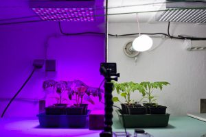 Pflanzenleuchten im Vergleich | LED