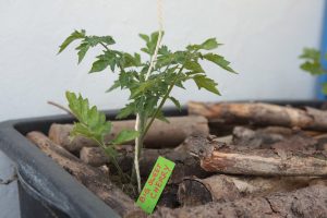 Tomaten selber anbauen 2016