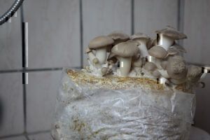 Mehr über den Artikel erfahren Pilze selber züchten (Kräuterseitlinge)