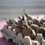 Kartoffeln selbst anbauen