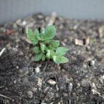 Kartoffeln selbst anbauen