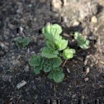 Kartoffeln selbst anbauen