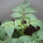 Kartoffeln selbst anbauen