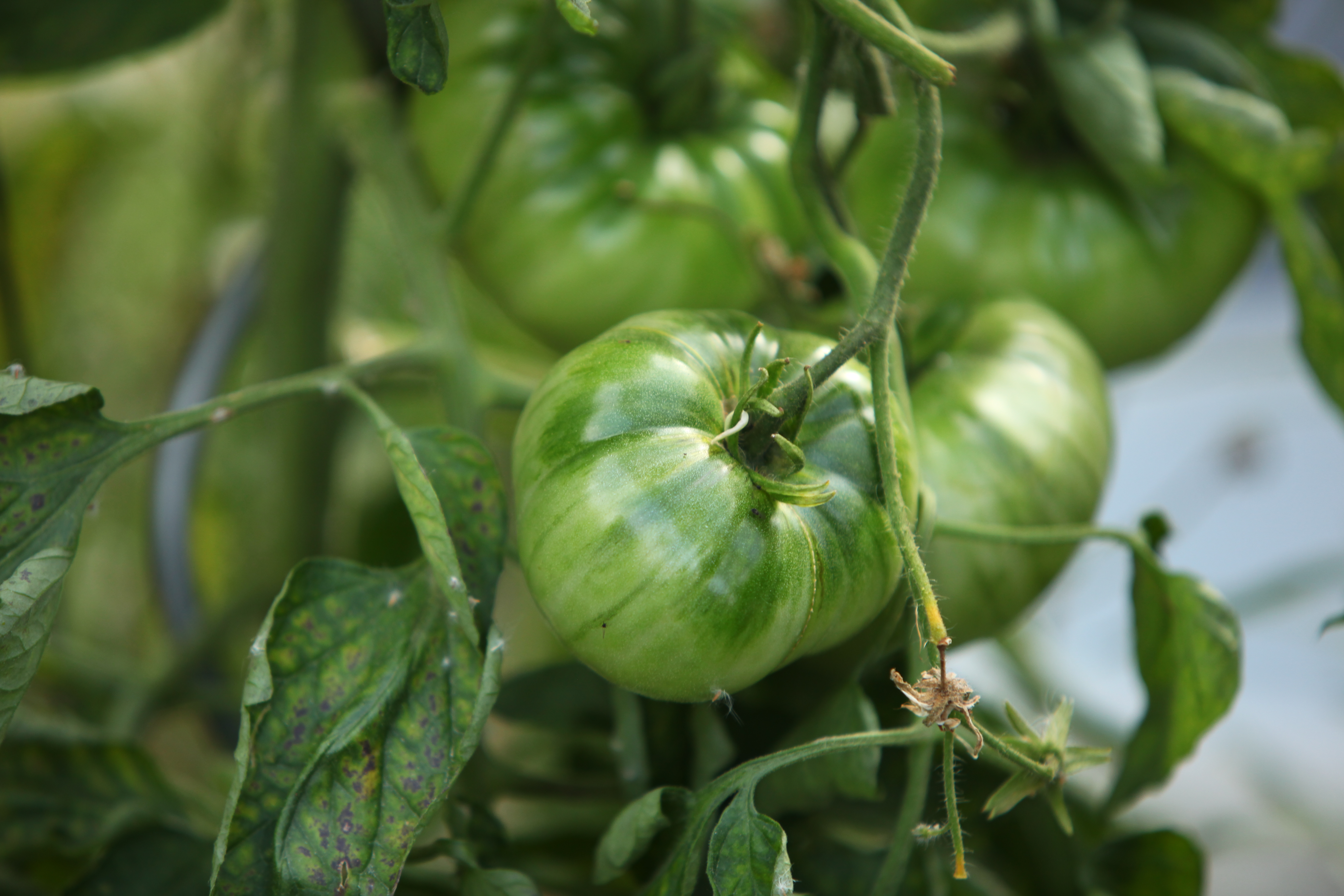 Tomaten ausgeizen & Kraut- und Braunfäule vorbeugen