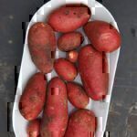 Kartoffeln selbst anbauen