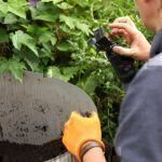 Kartoffeln selbst anbauen