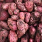 Kartoffeln selbst anbauen
