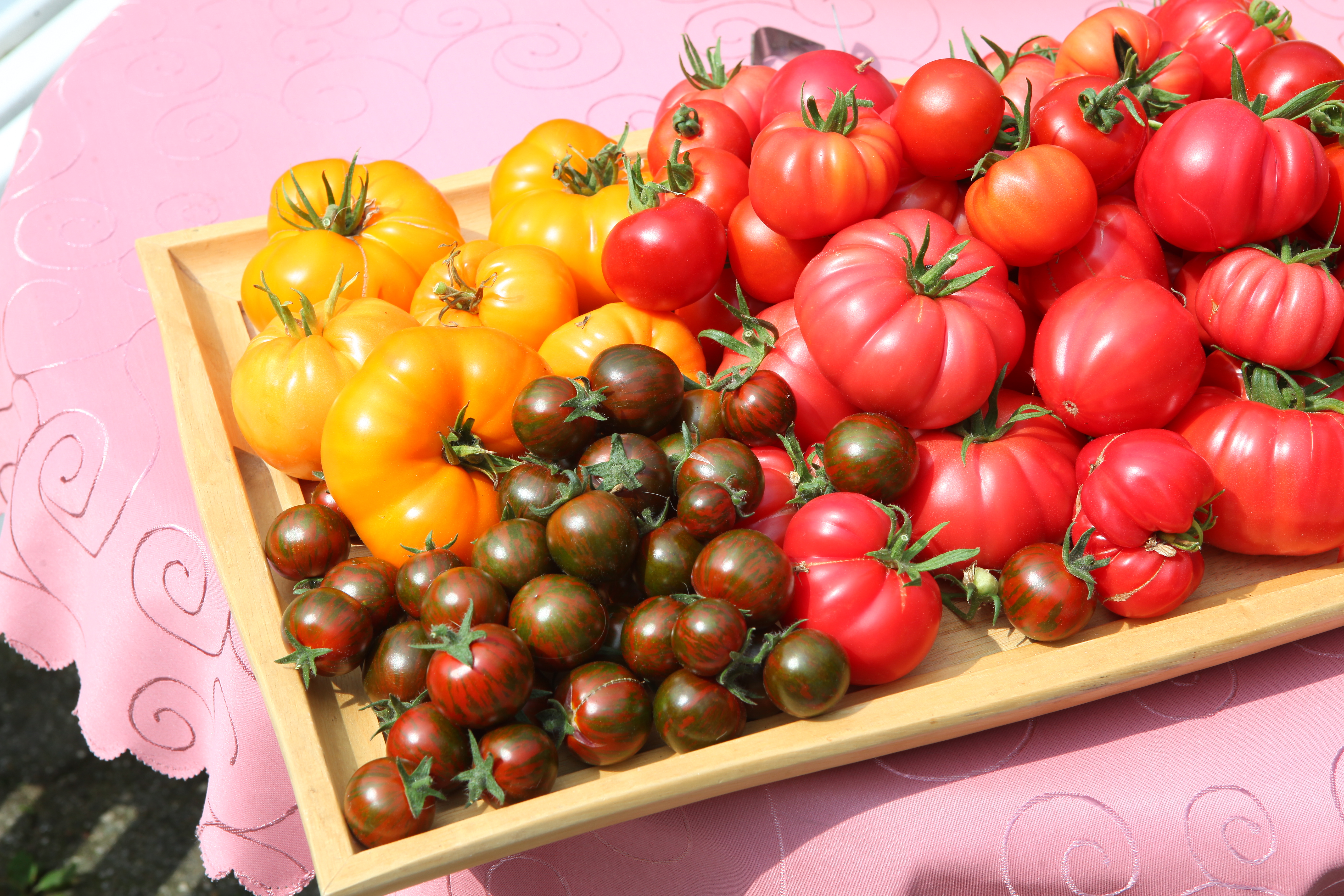 Tomaten ausgeizen & Kraut- und Braunfäule vorbeugen