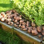Kartoffeln selbst anbauen