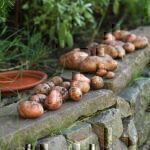 Kartoffeln selbst anbauen