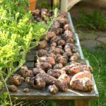 Kartoffeln selbst anbauen
