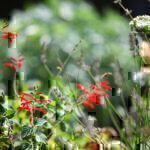Gartenrundgang September