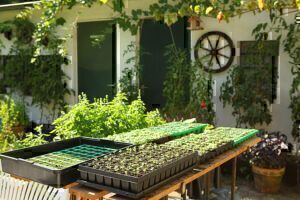 Mehr über den Artikel erfahren Gartenrundgang September