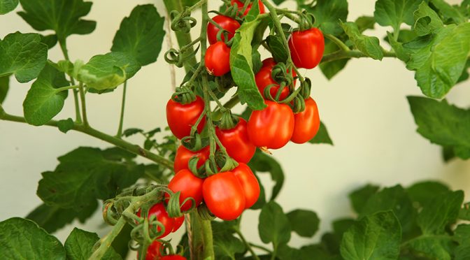 Tomaten selber anbauen | Snacktomaten
