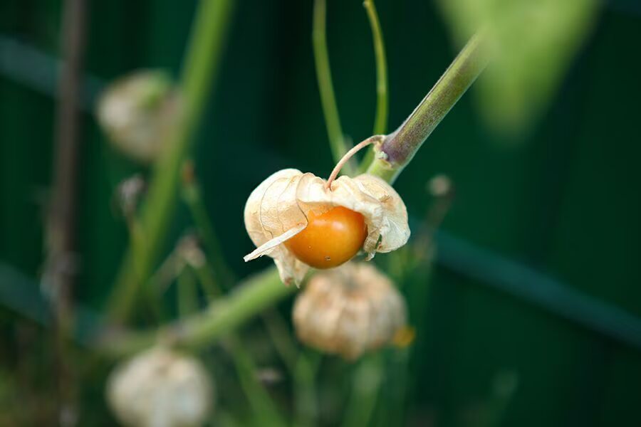 Reife orange Physalis-Frucht im aufgeplatzten papierenen Lampion an der Pflanze