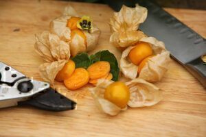 Mehr über den Artikel erfahren Physalis / Andenbeeren / Kapstachelbeeren wachsen auch bei uns!