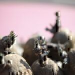 Kartoffeln selbst anbauen