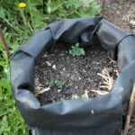 Kartoffeln selbst anbauen