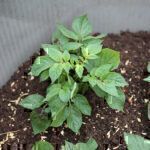 Kartoffeln selbst anbauen