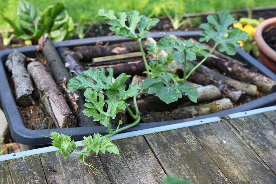 Junge Wassermelonenpflanze in einer schwarzen Pflanzwanne, rundherum Holzstöcke als Schutz vor Vögeln