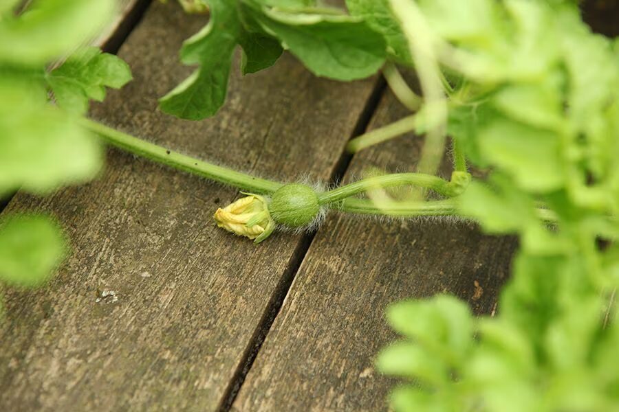 Weibliche Wassermelonenblüte mit kleinem grünem Fruchtansatz unter der Blüte auf Holzbrettern