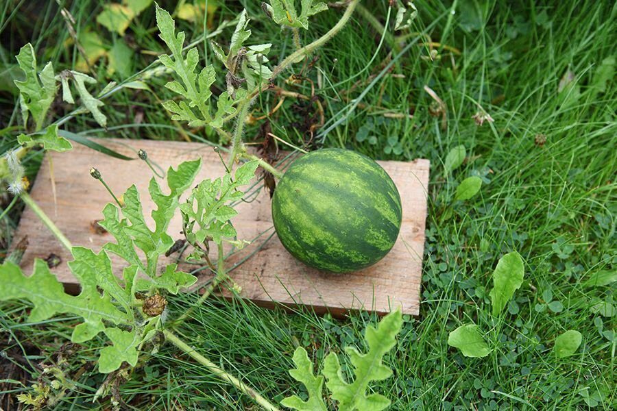 Kleine gestreifte Wassermelone auf einem Holzbrett im Gras, daneben Blätter und Ranke