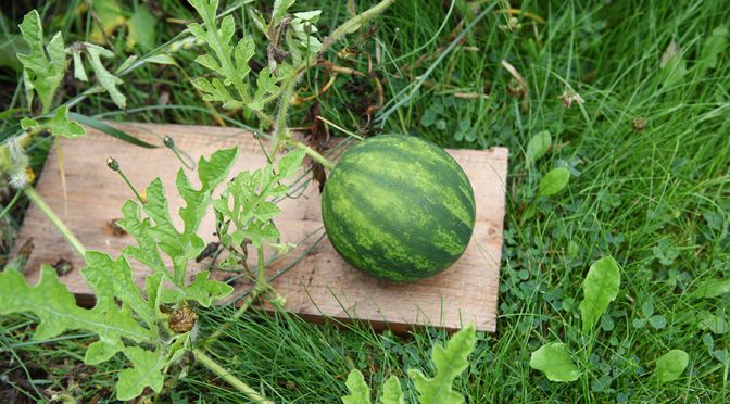 wassermelonen anbauen