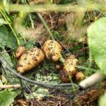 Kartoffeln selbst anbauen