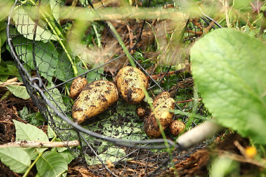 Kartoffeln selbst anbauen in Tonne und Sack