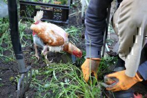 Mehr über den Artikel erfahren Gastbeitrag »Hühnerhaltung« für Astrid