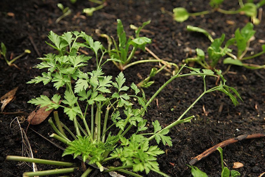 Gartenrundgang Dezember