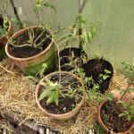Gartenrundgang