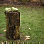 Gartenrundgang