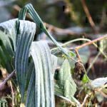 Gartenrundgang