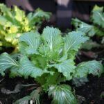 Gartenrundgang