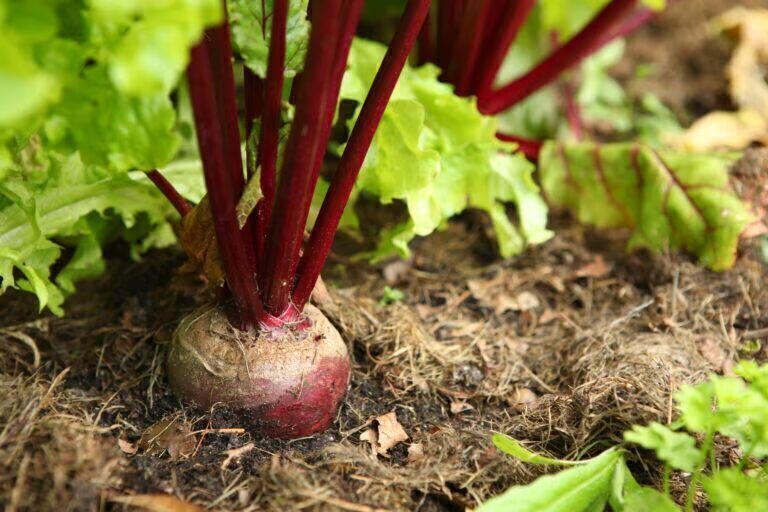Rote Bete anbauen