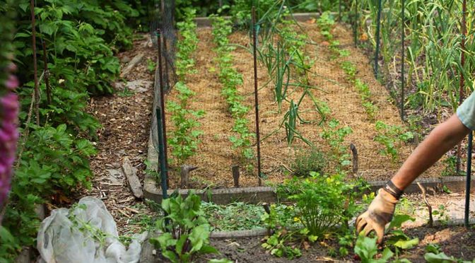 Bodenverbesserung im Garten | Mulchen, aber richtig