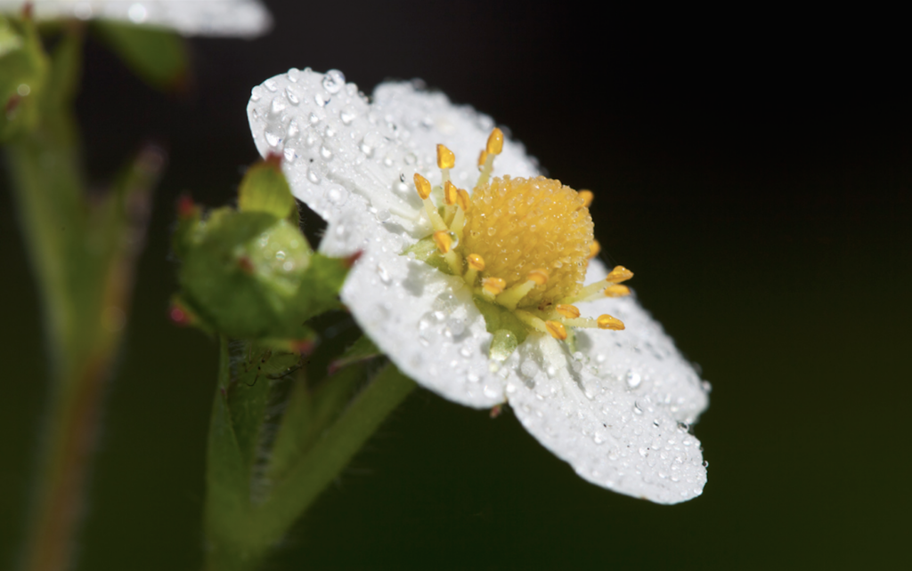 Erdbeeren