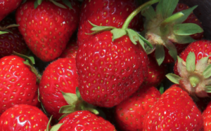 Mehr über den Artikel erfahren Erdbeeren pflanzen, anbauen, vermehren