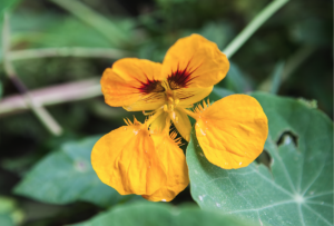 Mehr über den Artikel erfahren Gartenrundgang, unser Garten im Oktober