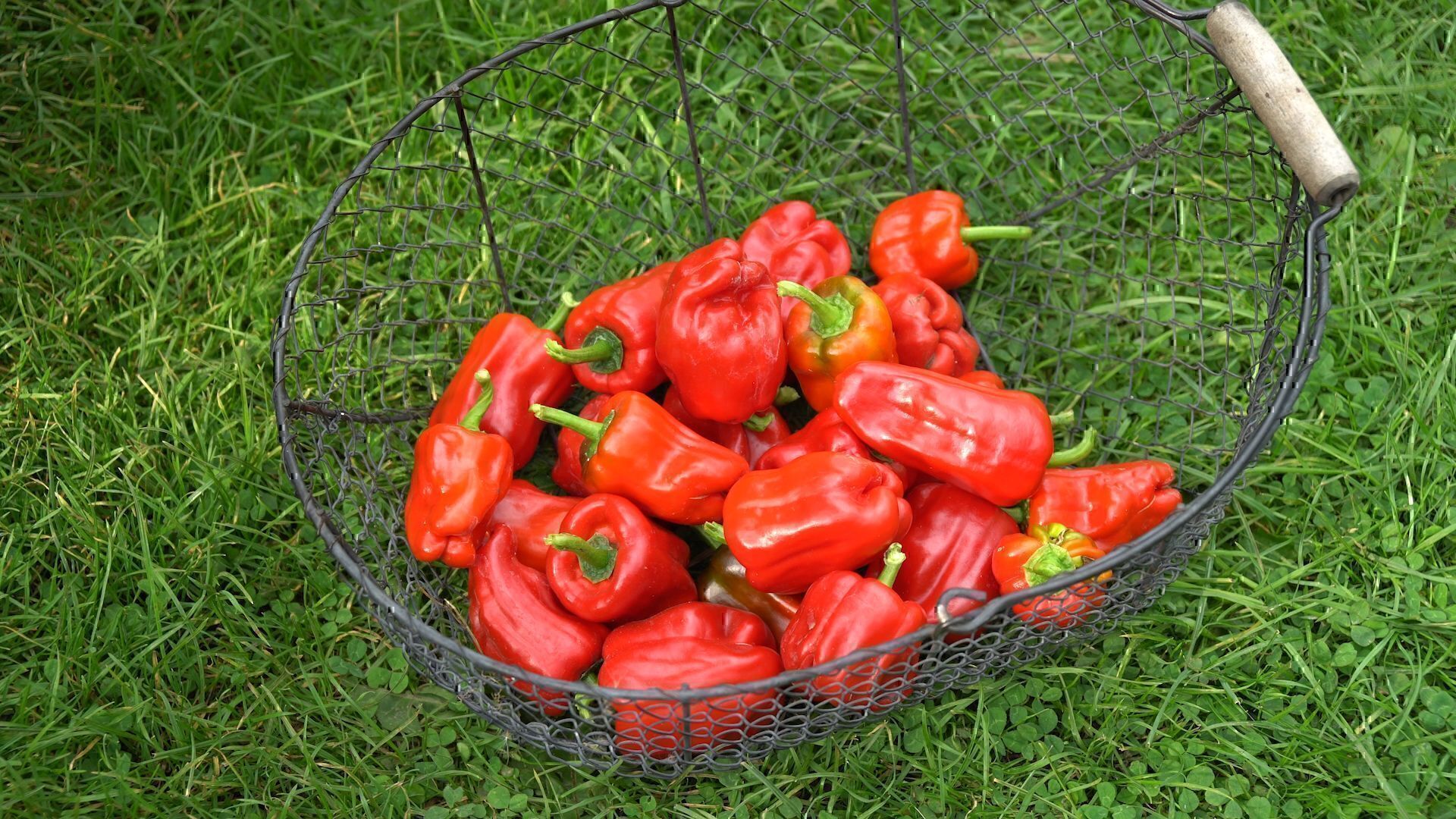 Eine Metallschüssel voller roter türkischer Gewürzpaprika auf einem Holztisch