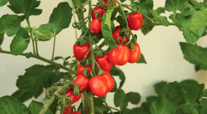 Tomaten anbauen im Überblick