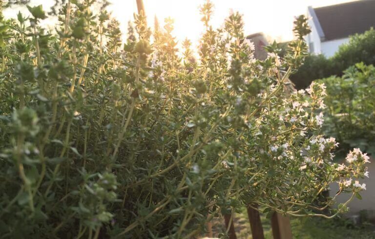 Blühender Thymian mit zartrosa Blüten im Abendlicht vor dem Haus