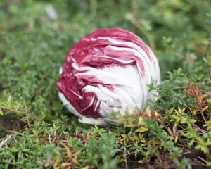 Mehr über den Artikel erfahren Radicchio und Zuckerhut anbauen: im Juni säen, im Juli pflanzen, von Oktober bis zum Frost ernten
