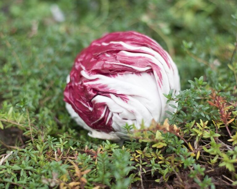 Ein geernteter Radicchio-Kopf mit weinroten, weiß geaderten Blättern liegt zwischen Thymian im Beet