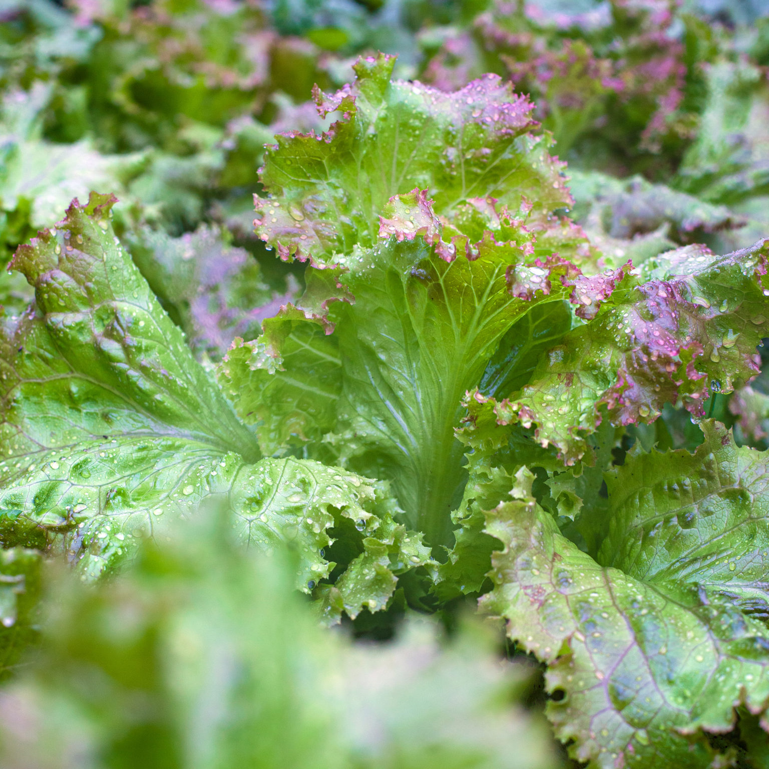 Bio-Batavia Salat - Selbstversorgung im Gartengemüsekiosk