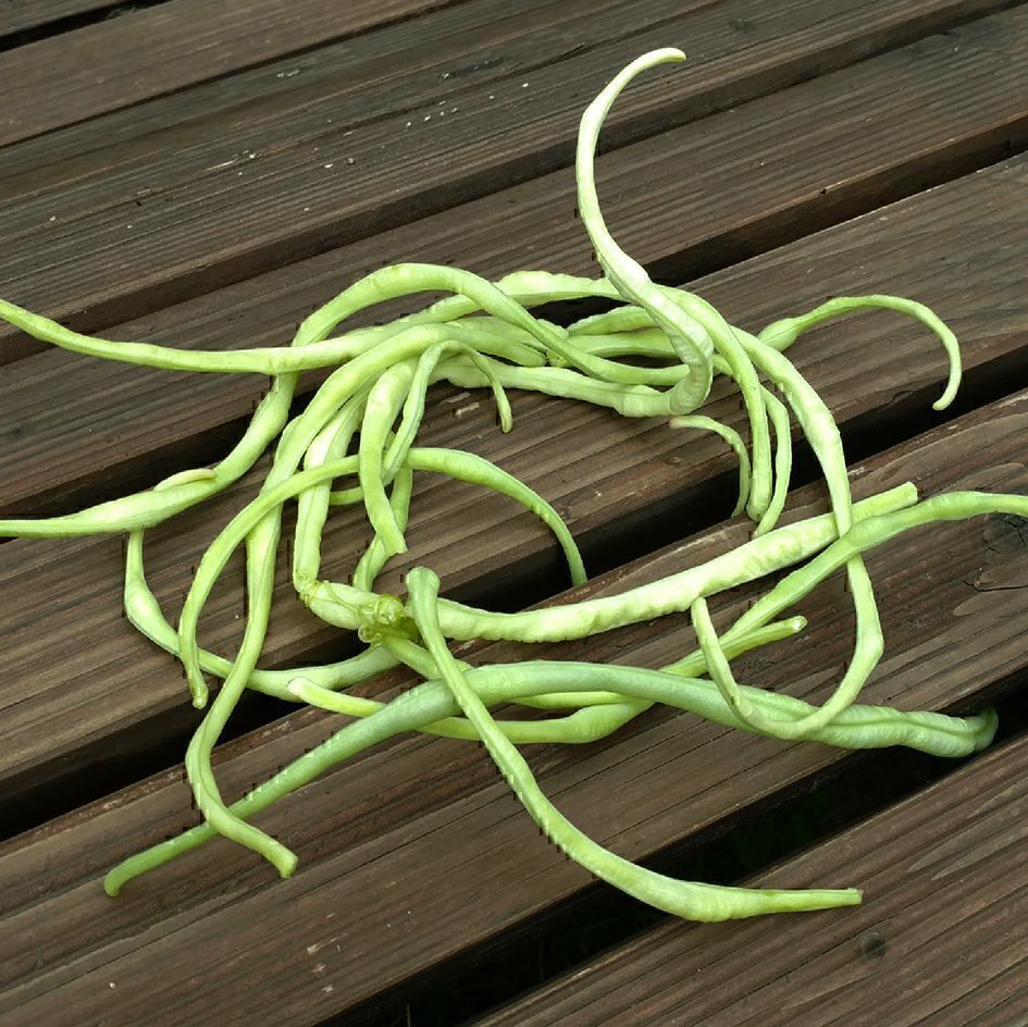Meterbohne
